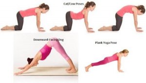 cica, lefele néző kutya, plank